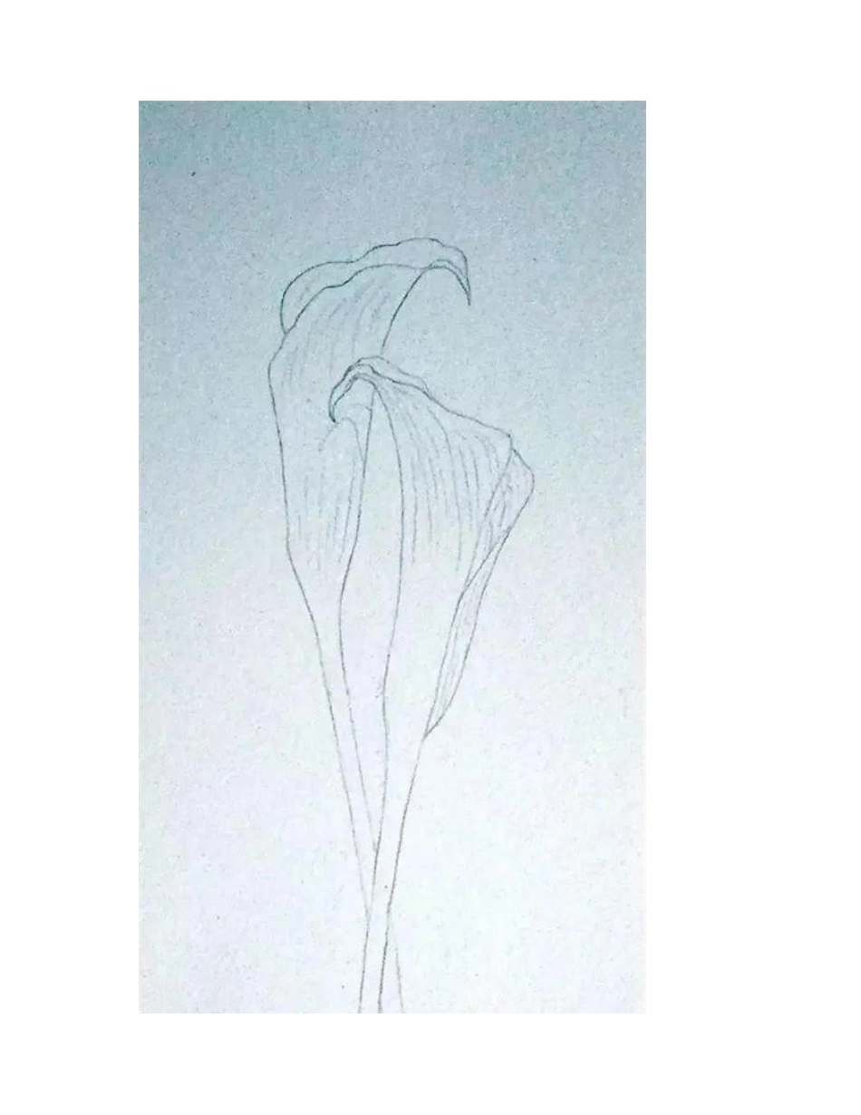 双马蹄莲水彩画教程水彩画教程_第2页