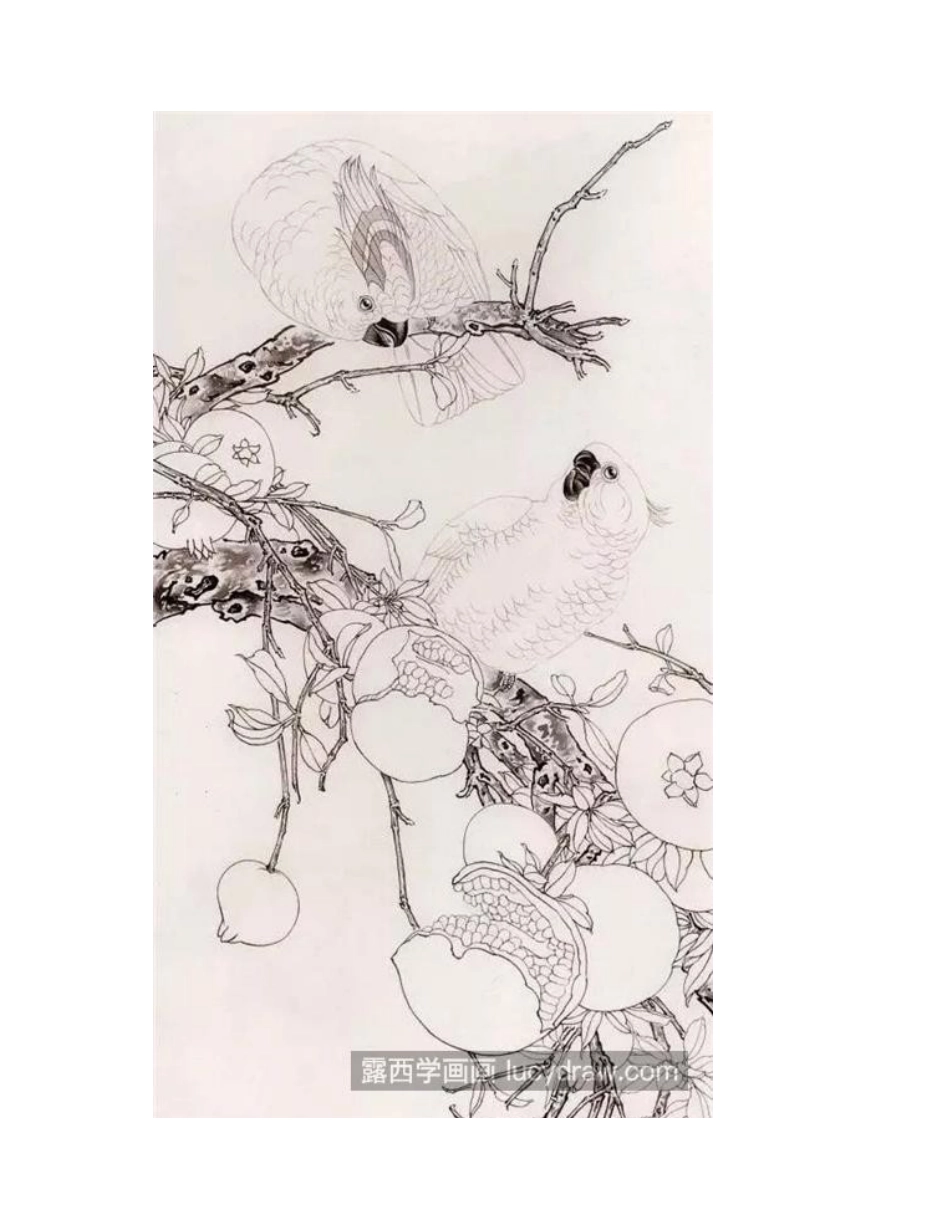 石榴鹦鹉怎么画_凤头鹦鹉的绘画步骤有哪些_工笔画教程_第2页