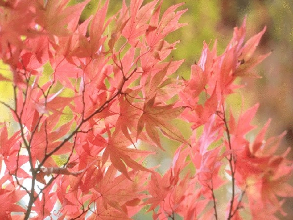 解二元一次方程组_第1页