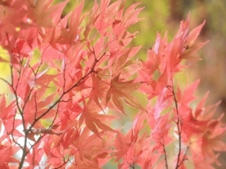 解二元一次方程组