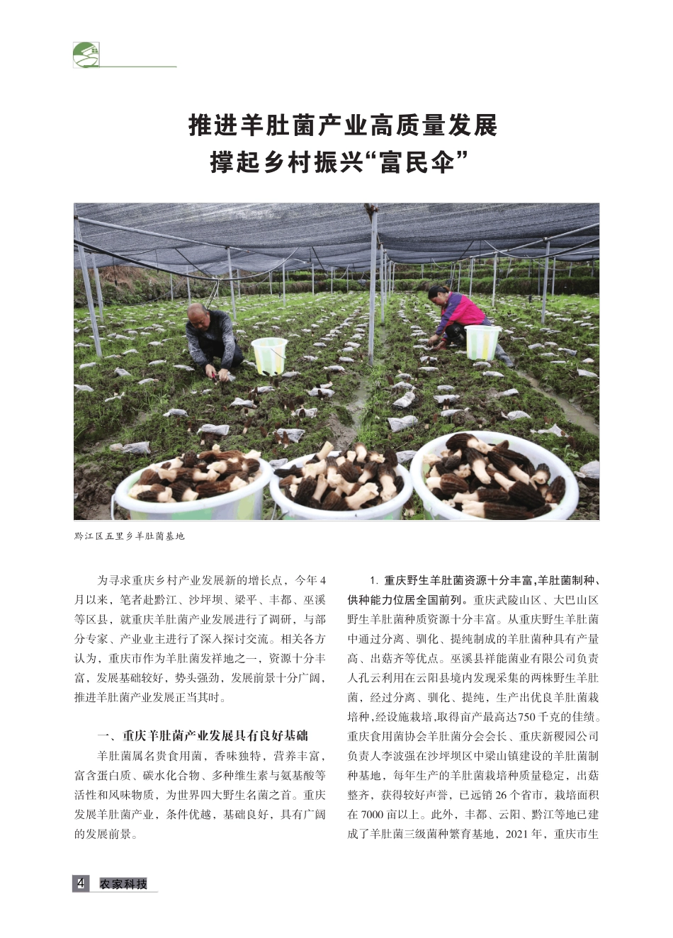 推进羊肚菌产业高质量发展 撑起乡村振兴“富民伞” _第1页