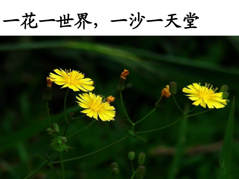 《石缝间的生命》_第2页