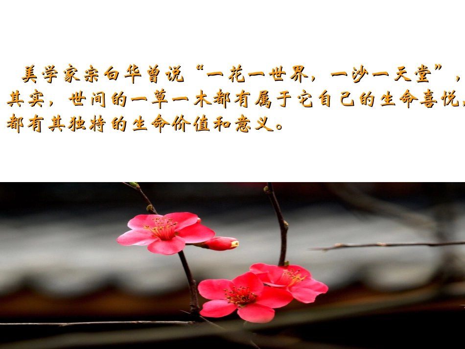 《石缝间的生命》_第3页