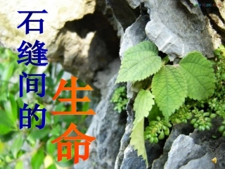 《石缝间的生命》