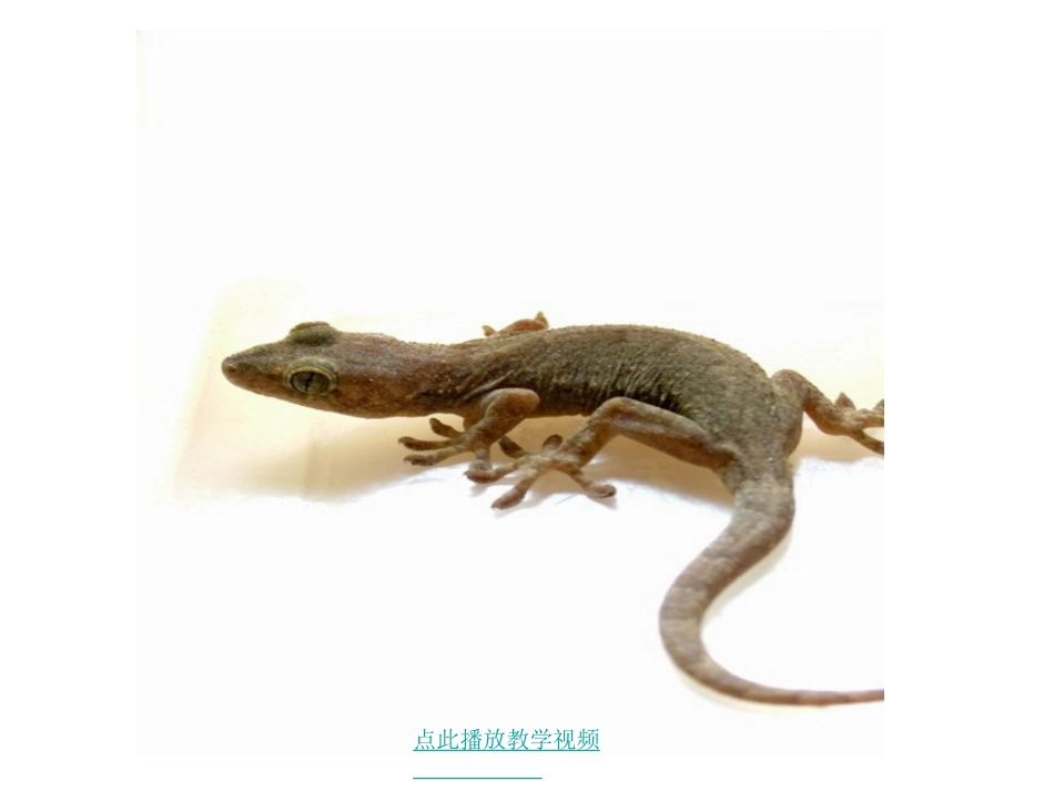 小壁虎借尾巴2_第1页