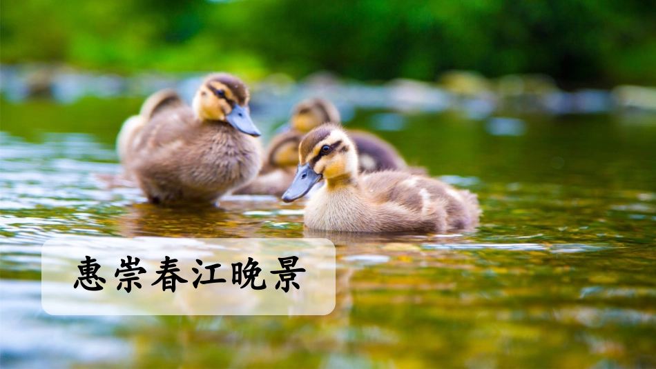 古诗三首惠崇春江晚景_第1页