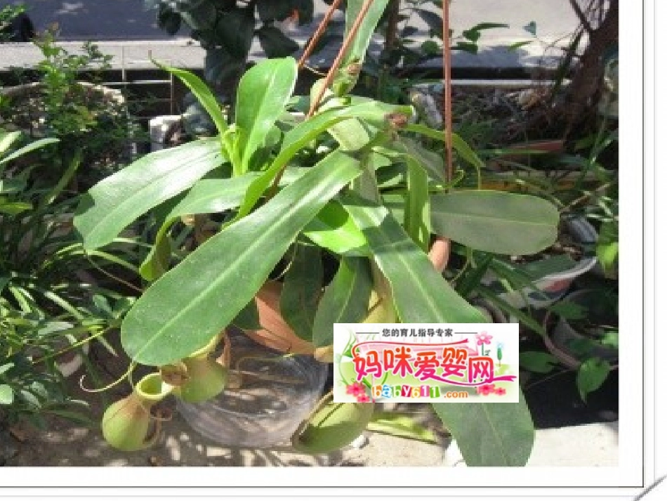 中班有趣的树叶猪笼草_第1页
