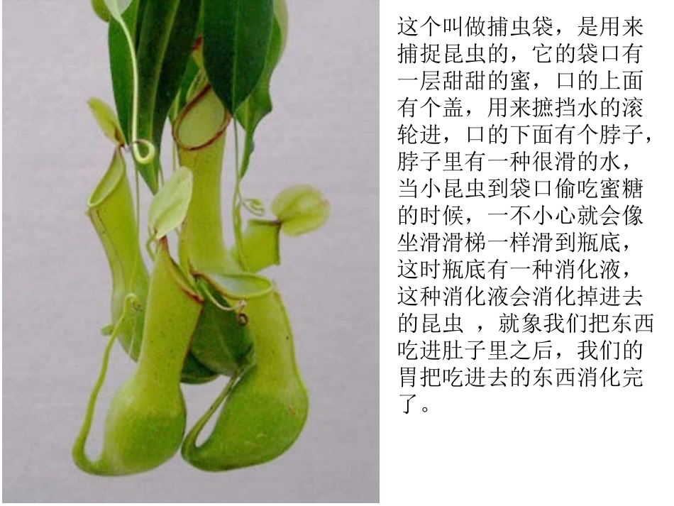 中班有趣的树叶猪笼草_第3页