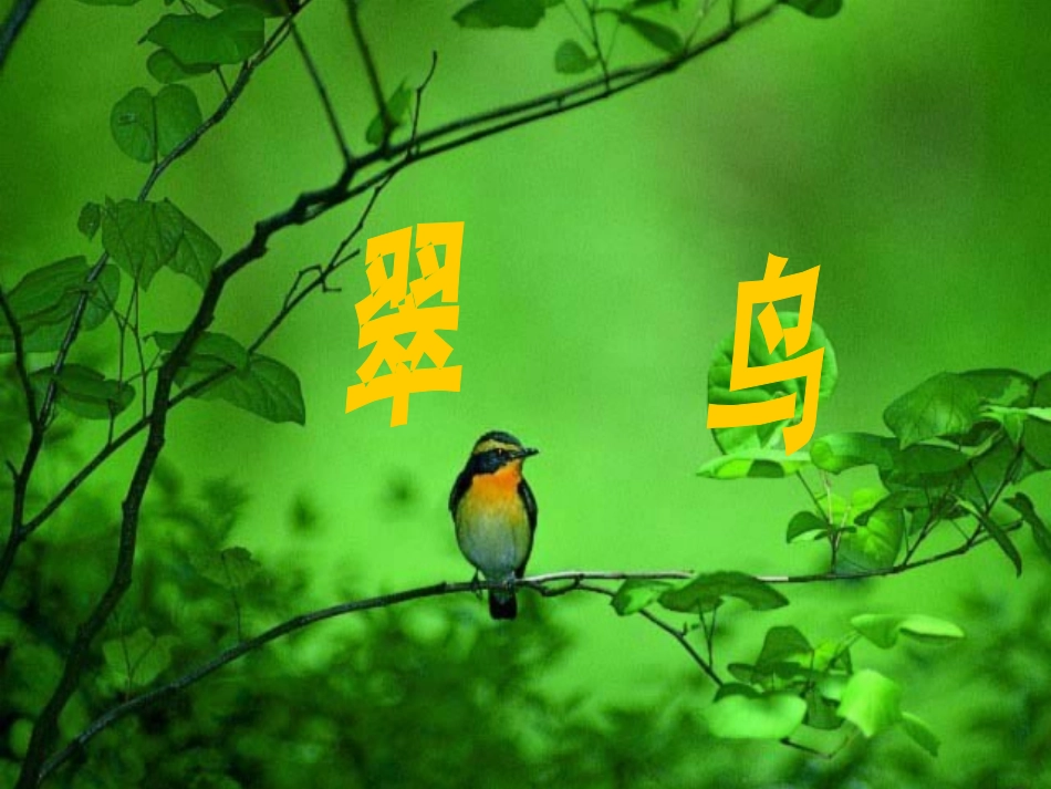 人教版三年级语文下册翠鸟_第1页