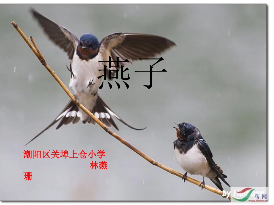 林燕珊——《燕子》PPT课件_第1页