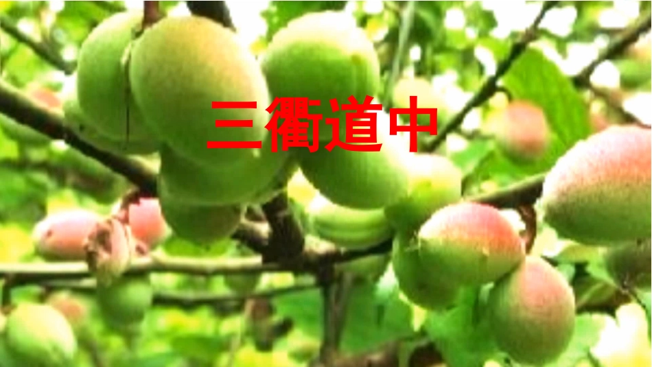 三衢道中课件_第3页