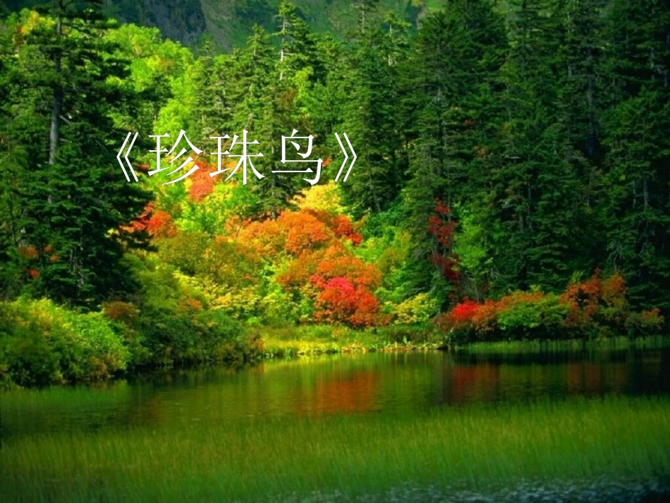 珍珠鸟（完整版）_第1页