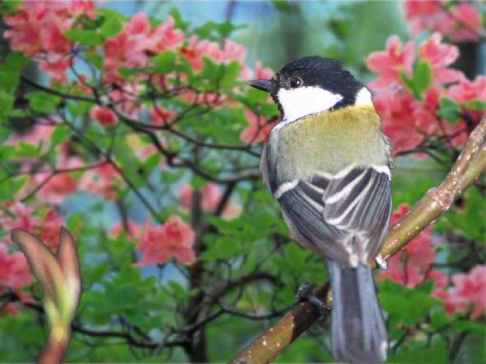 珍珠鸟（完整版）_第3页