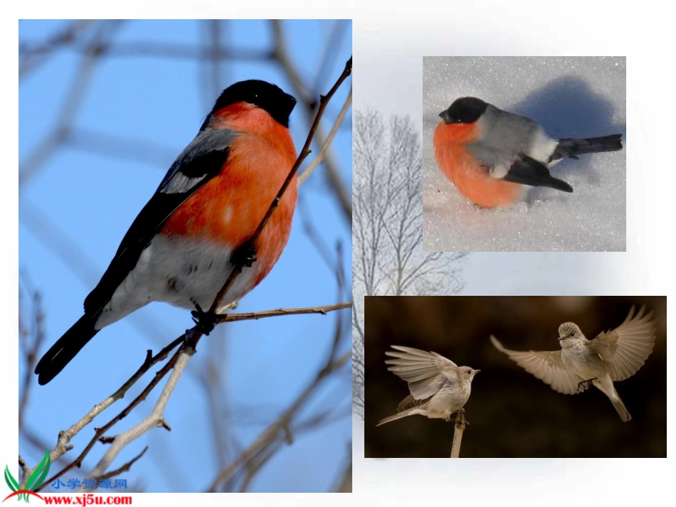 《灰雀》PPT课件李慧兰_第1页