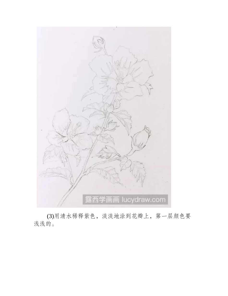 水彩花卉教程：木槿花的画法水彩画教程1_第2页