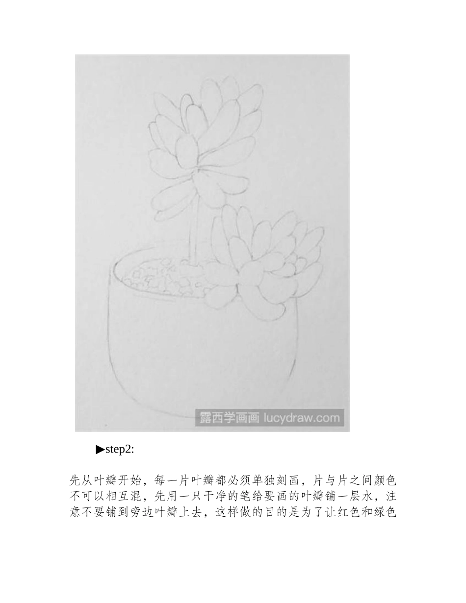 水彩画教程：多肉—虹之玉水彩画教程_第2页