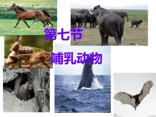 八年级生物上册第七课哺乳动物