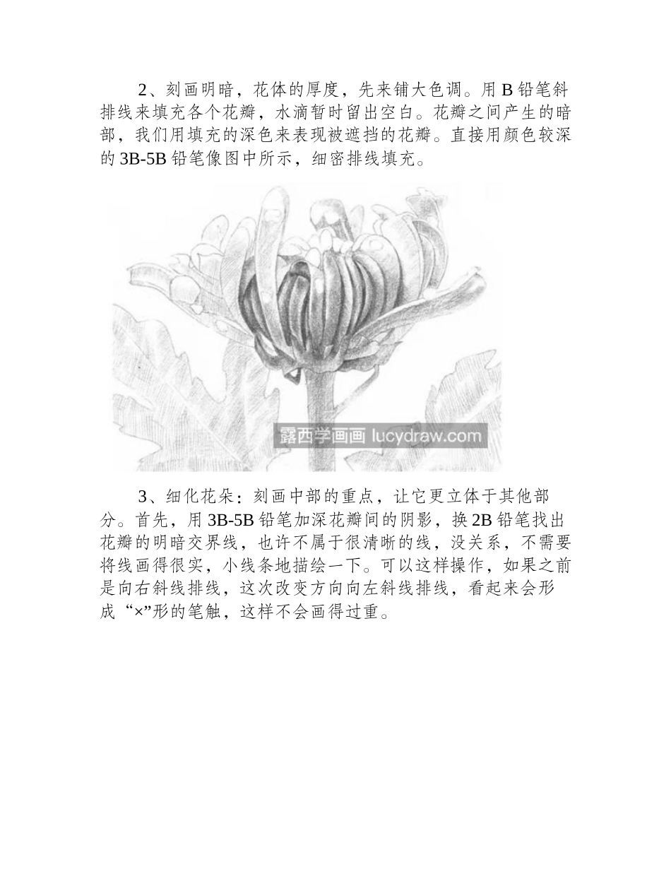 素描菊花怎么画_如何表现花朵厚度_素描教程_第2页