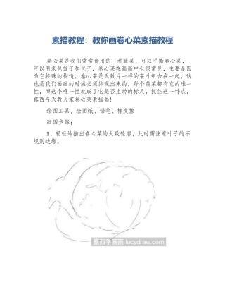 素描教程：教你画卷心菜素描教程