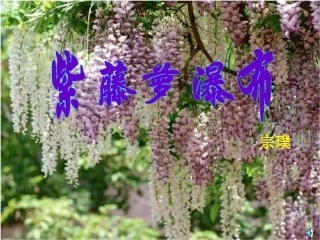 七年级语文紫藤萝瀑布