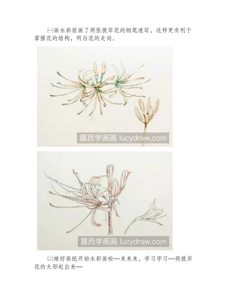水彩花卉教程：教你画曼珠沙华水彩画教程1_第2页