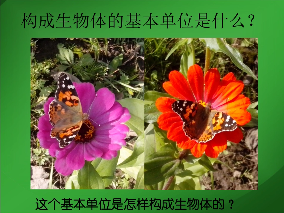 多细胞生物体的组成_第3页