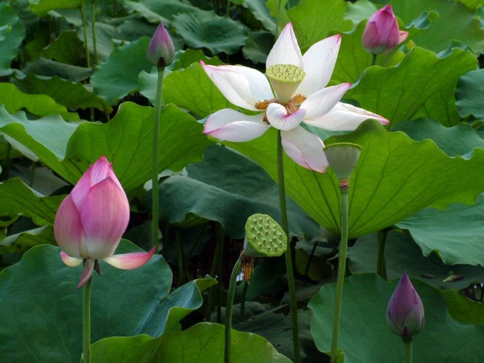《芙蕖》课件_第3页