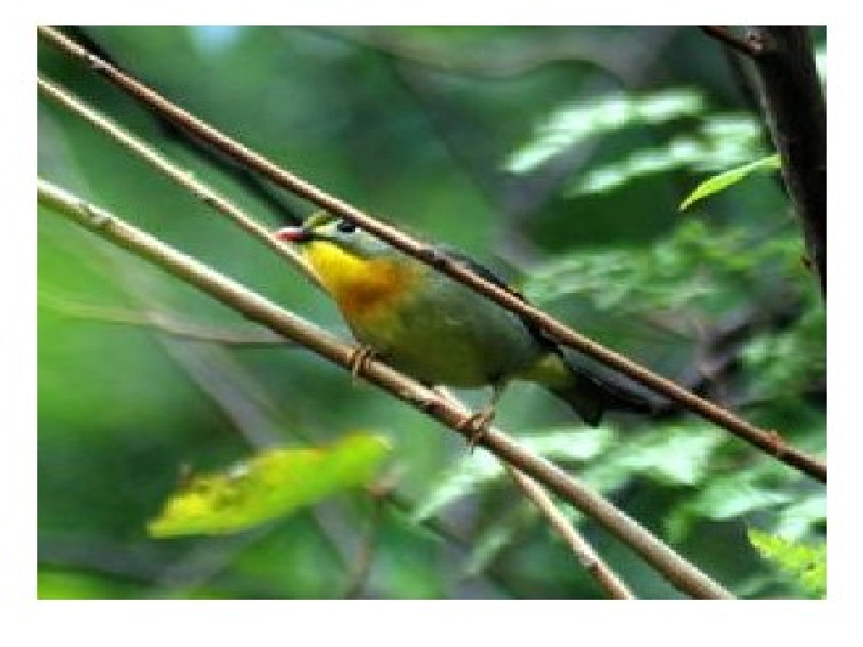 中国红嘴相思鸟_第1页