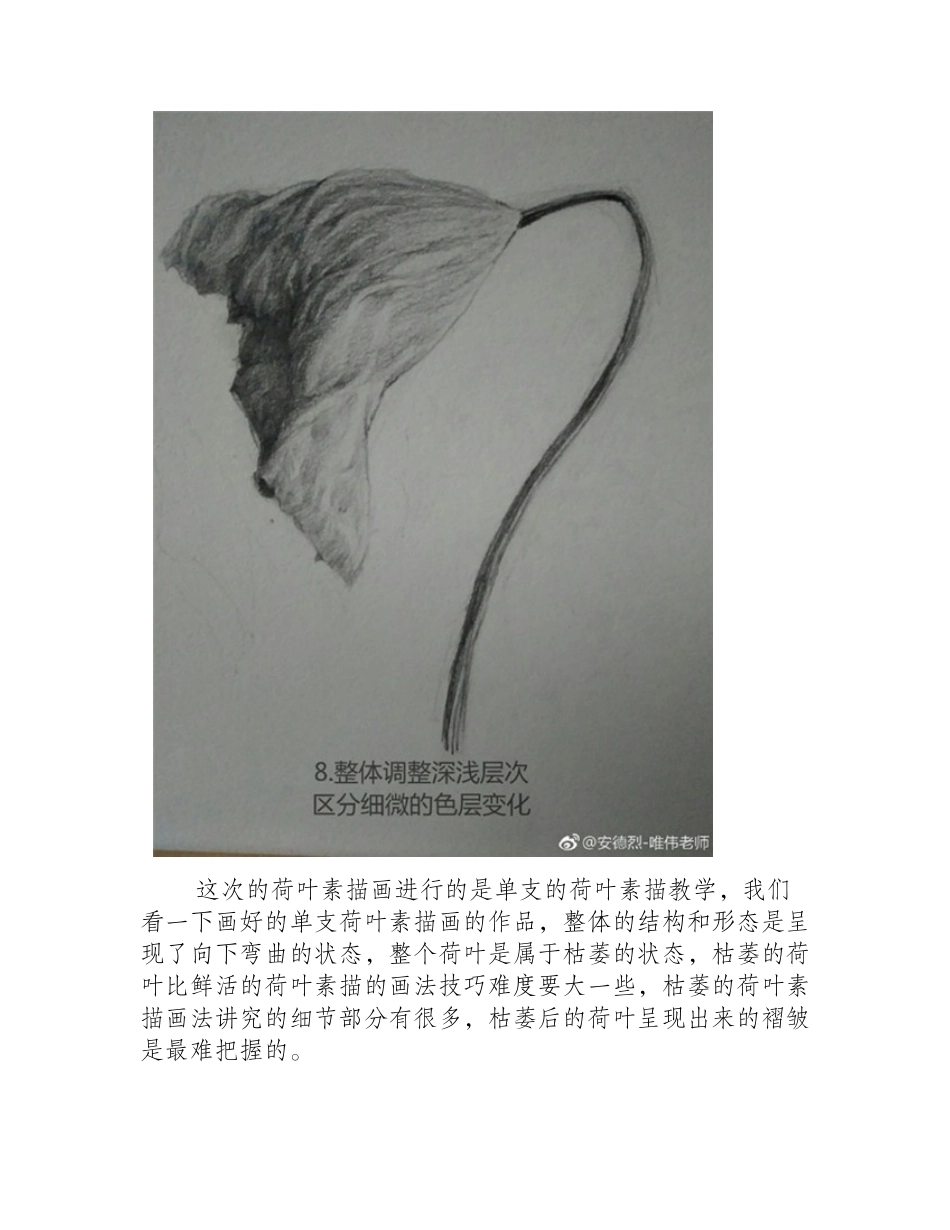 素描植物教程：荷叶的素描画法教学素描教程_第2页
