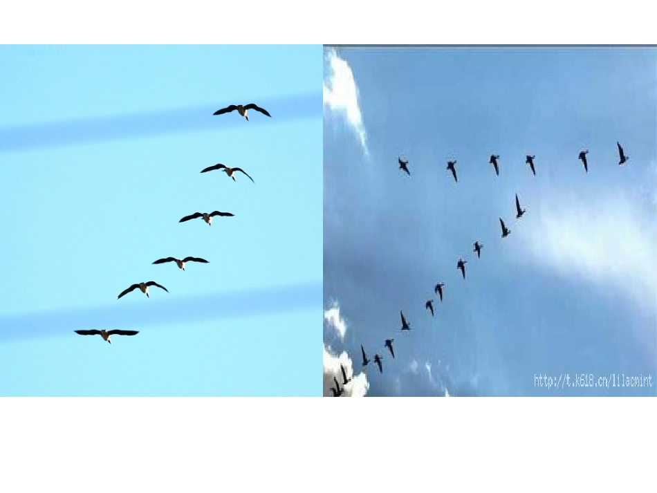 秋天的图画作文_第3页