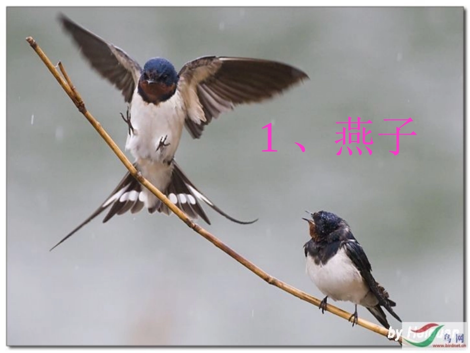 燕子ppt课件_第2页