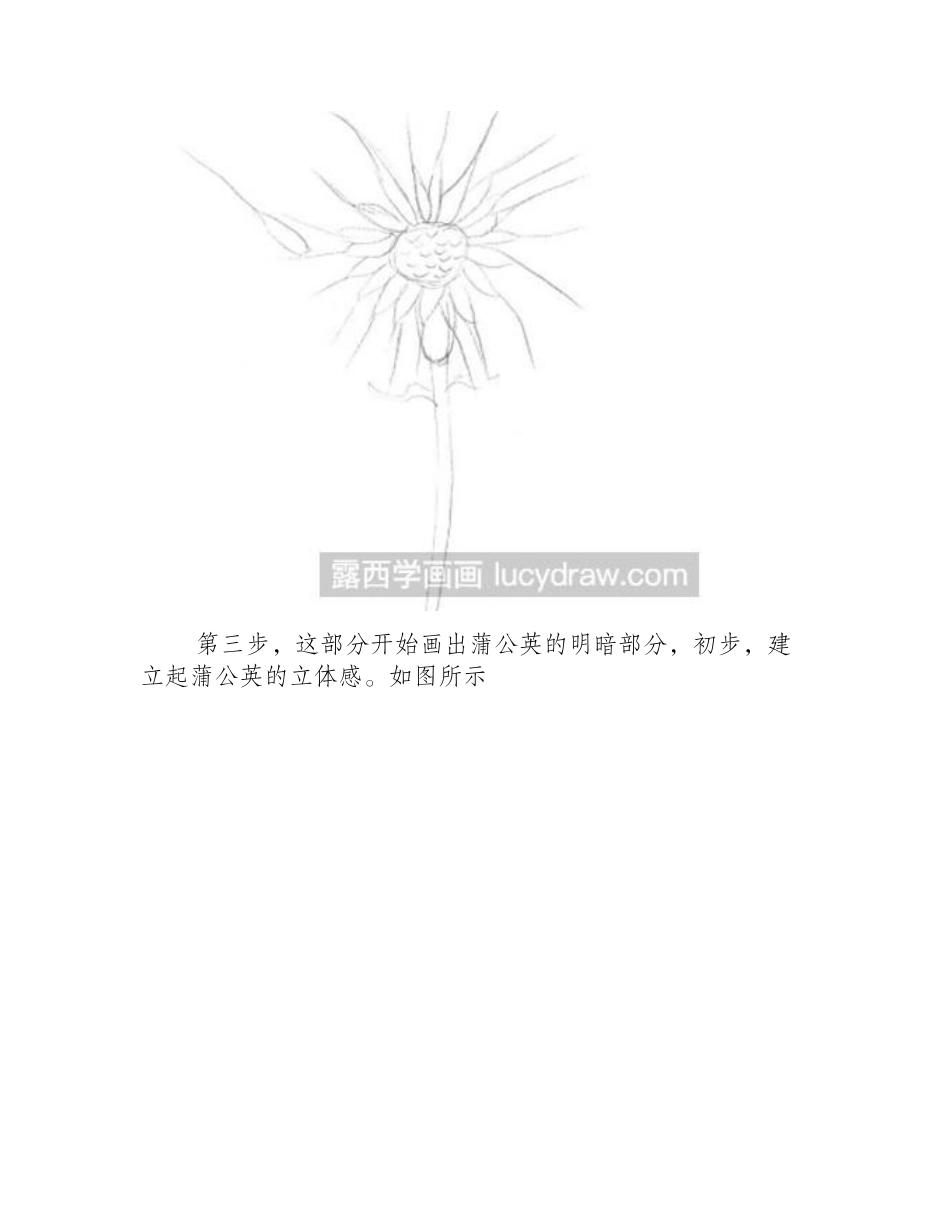 素描教程：蒲公英的画法素描教程_第2页