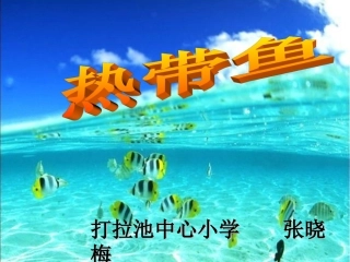 《热带鱼》课件
