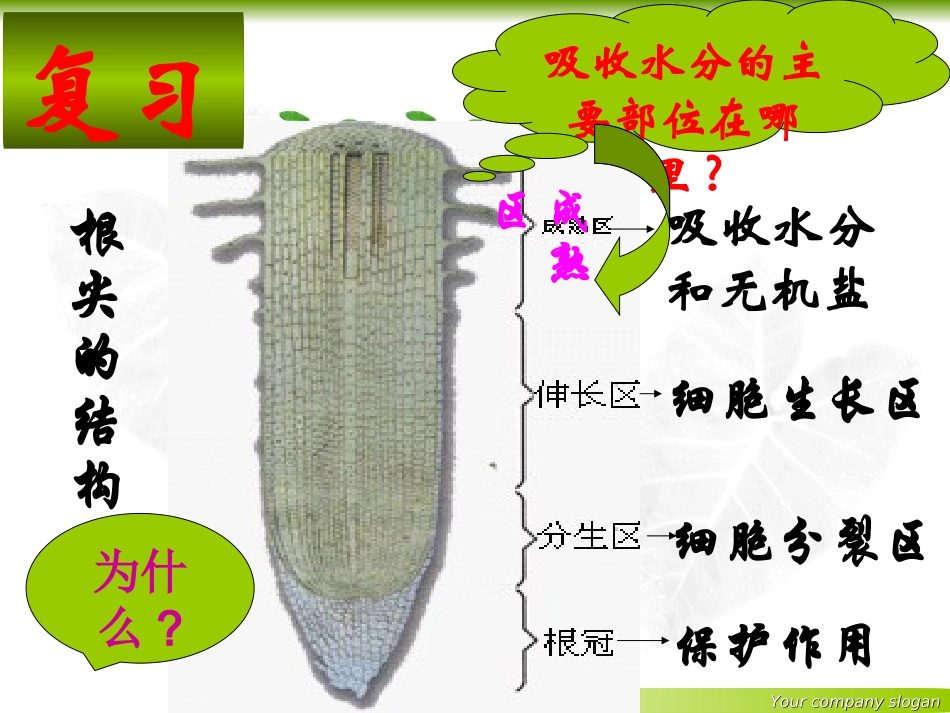 绿色植物与生物圈中的水循环_第3页