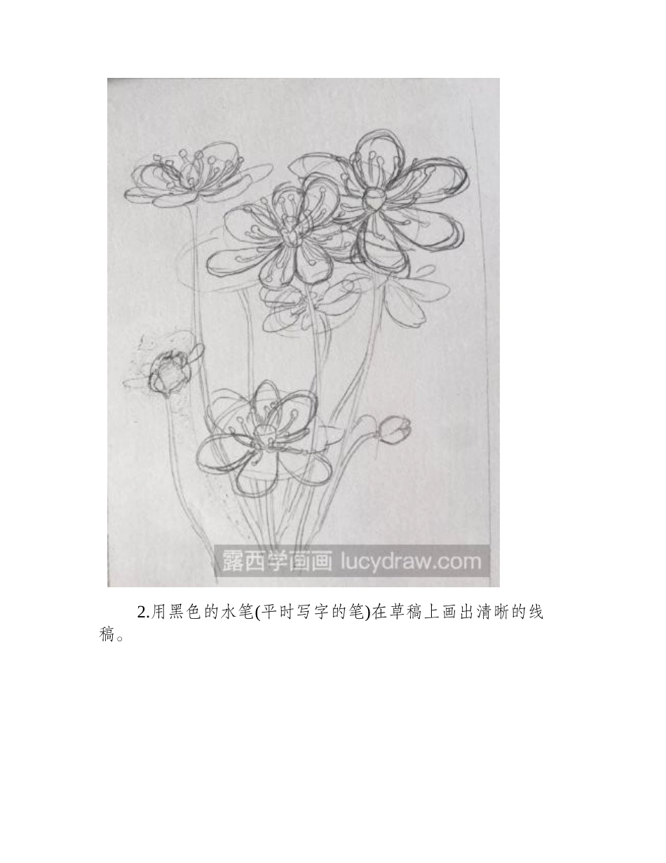 水彩画花卉教程：雪割草的画法水彩画教程_第2页