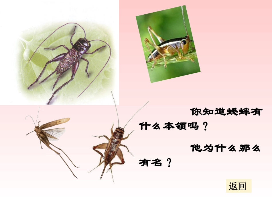 《蟋蟀的住宅》教学课件1_第2页