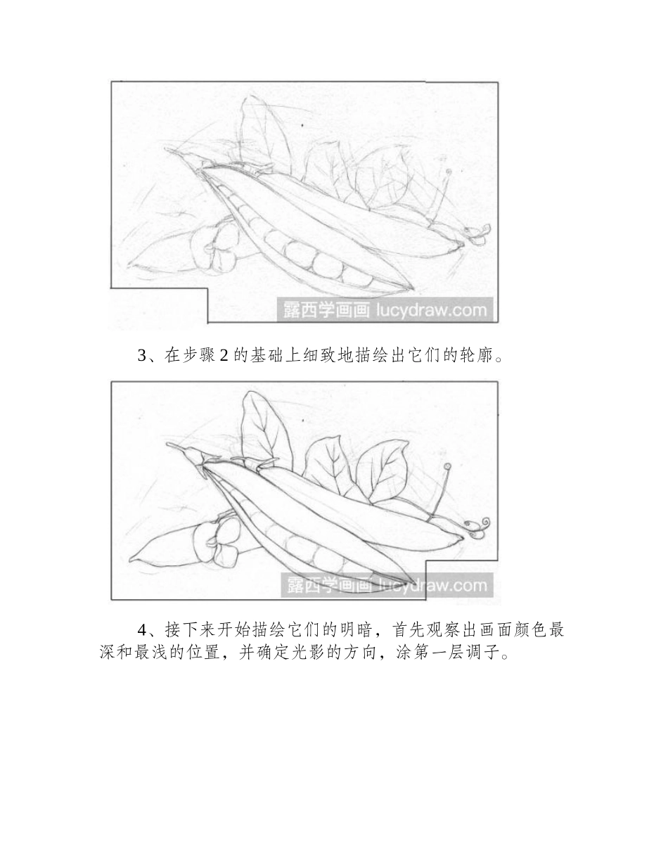 素描画豌豆步骤教程素描教程_第2页