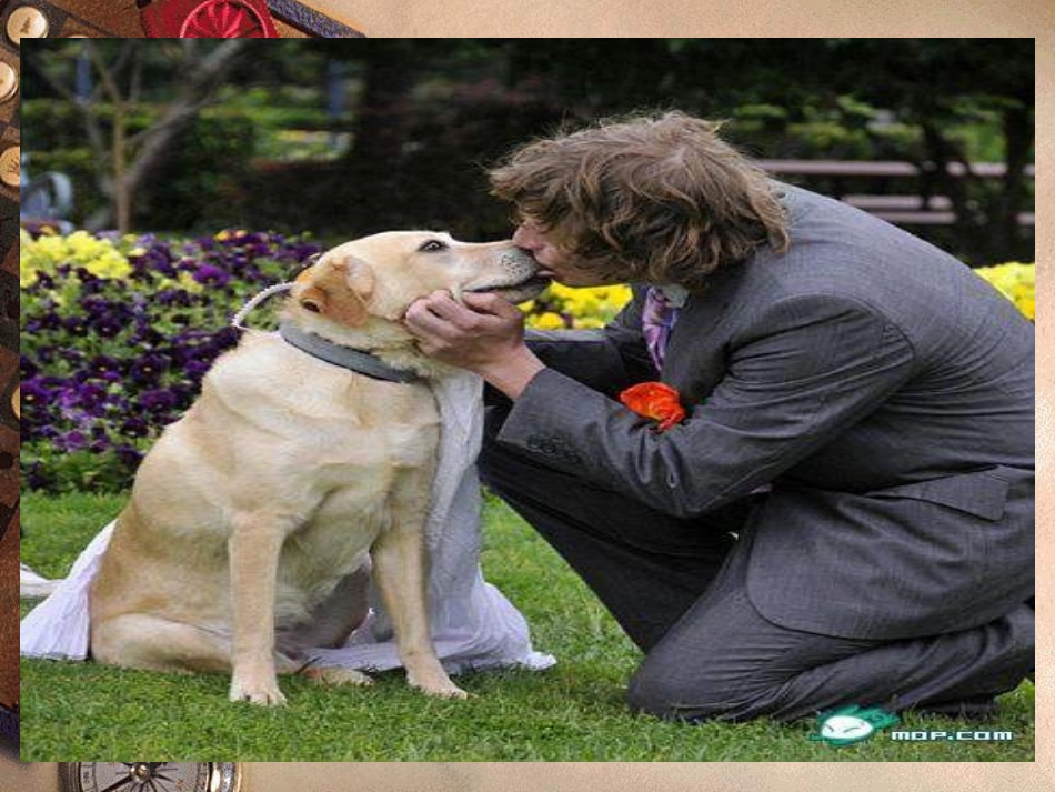 2012语文版八上《山米与白鹤》课件](4)_第2页