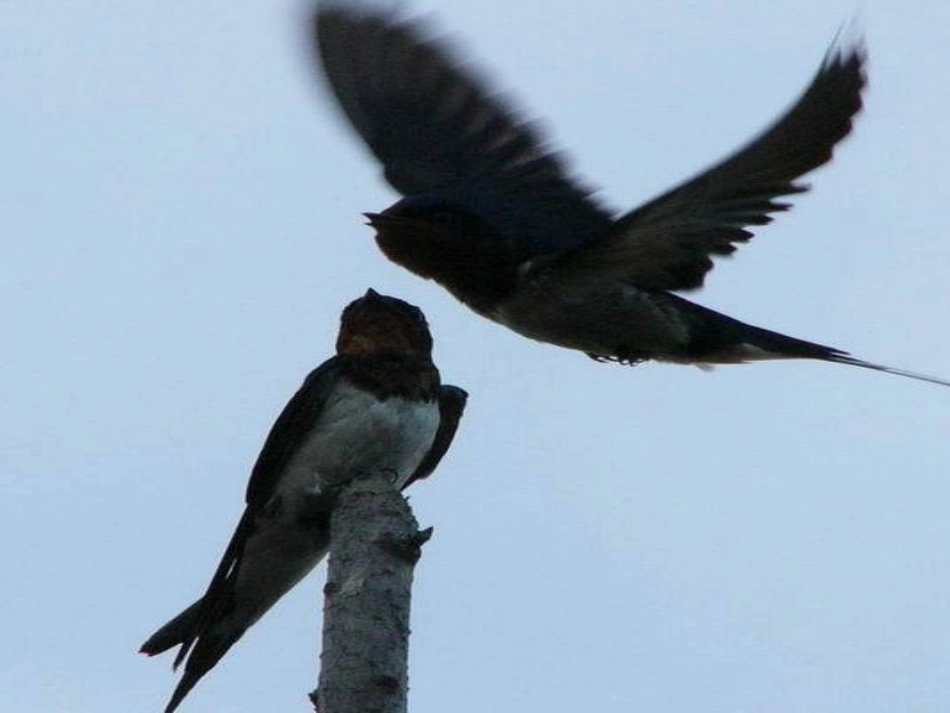 三年级下册第一单元《燕子》（第一课时）_第3页