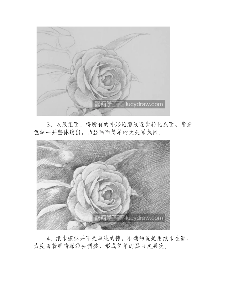 山茶花怎么画_山茶花的步骤图文有哪些_素描教程_第2页