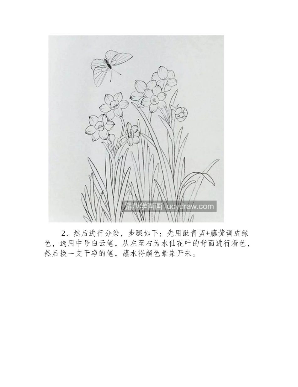 水仙花的画法是什么_工笔水仙如何分染_工笔画教程_第2页