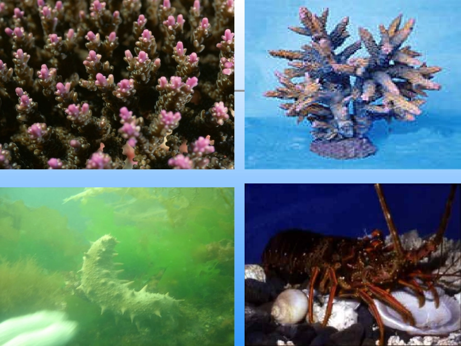 《富饶的西沙群岛》课件 (2)_第3页