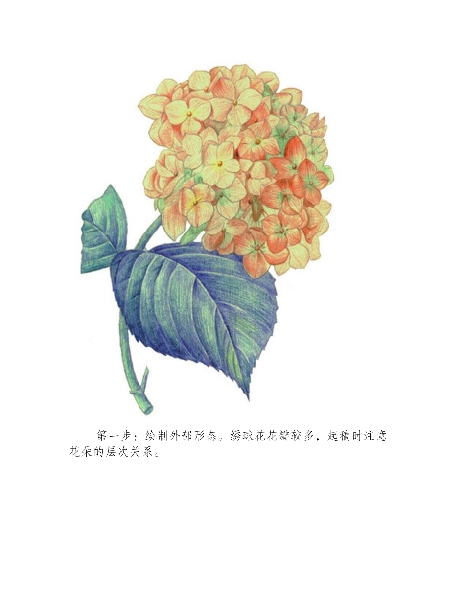 水粉绣球花画法图解步骤水粉画教程_第2页