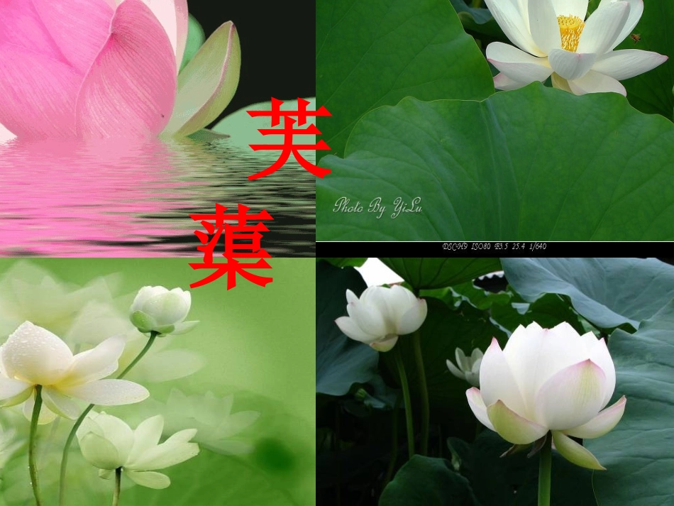 芙蕖自制课件3_第3页