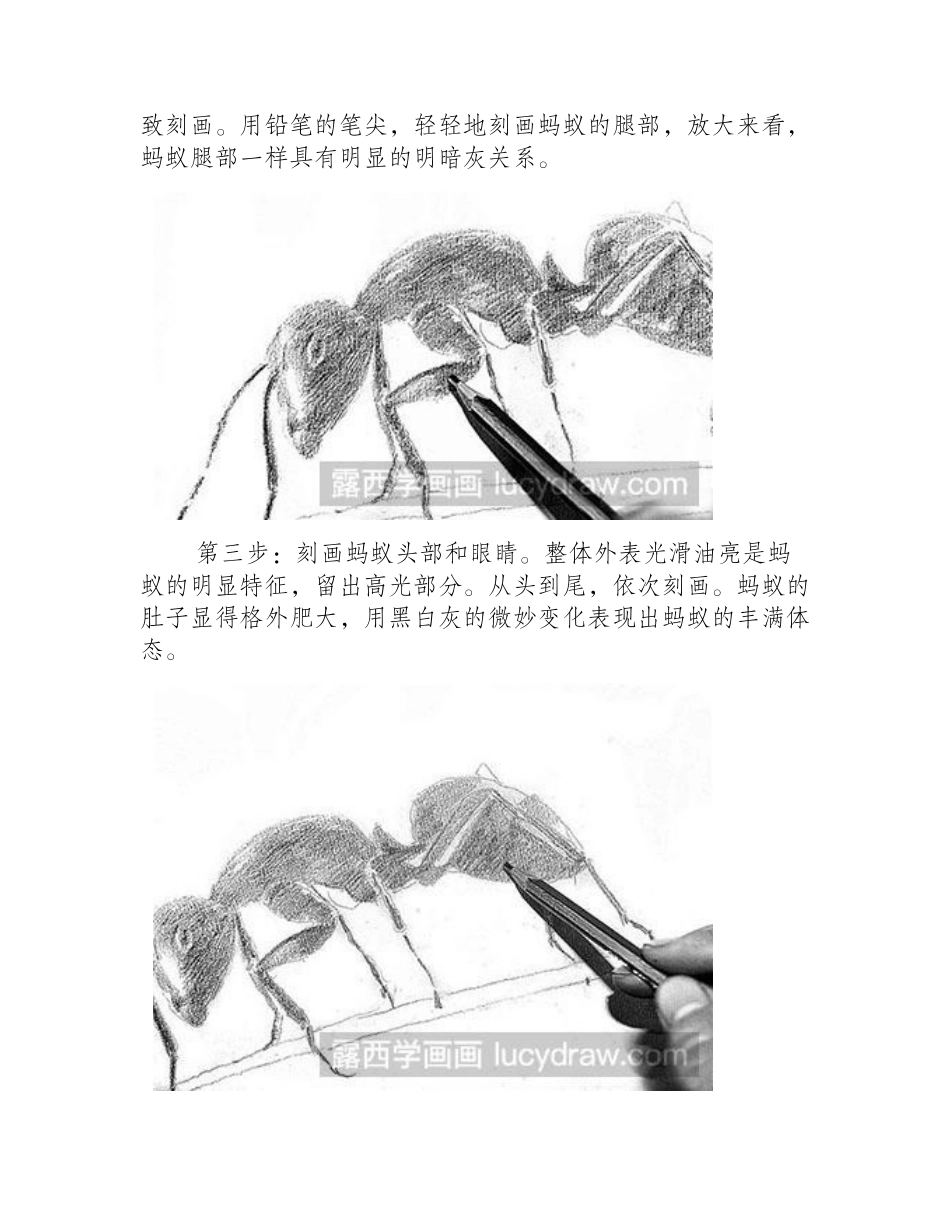 素描教程：教你画小蚂蚁素描教程_第2页