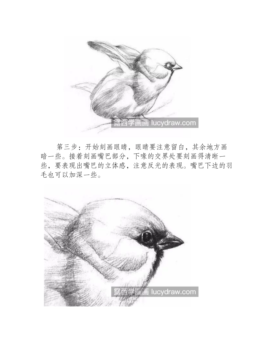 素描小麻雀怎么画_如何观察小鸟外形_素描教程1_第2页
