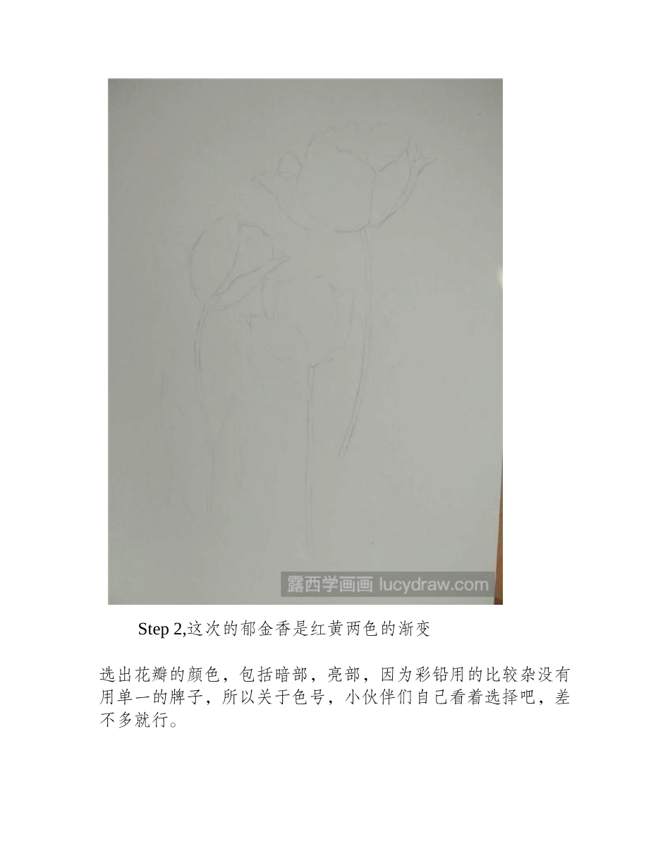 三朵郁金香彩铅画教程彩铅画教程_第2页