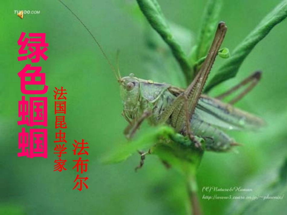 《绿色蝈蝈》上课定稿_第1页