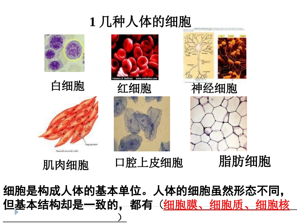 初二生命科学第一册复习_第2页