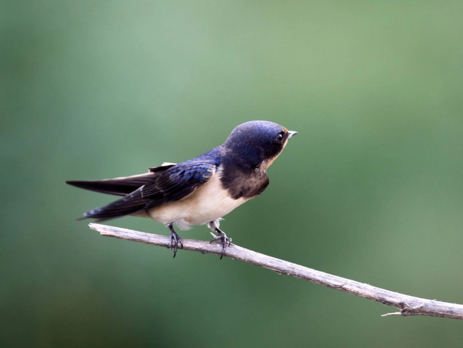 三年级下册语文《燕子》_第2页